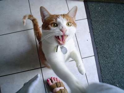 Meow!